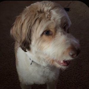 Meet your Posher, William